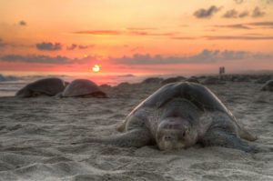 Turtle on beach at sunset